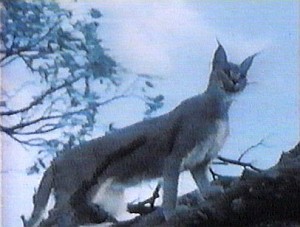 SplendeurSauvageStill02