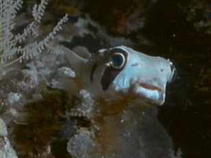 CousteauSumatra04
