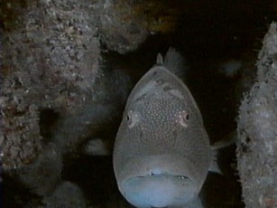 CousteauSumatra05